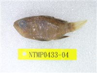 藏品(黑天竺鯛)的圖片